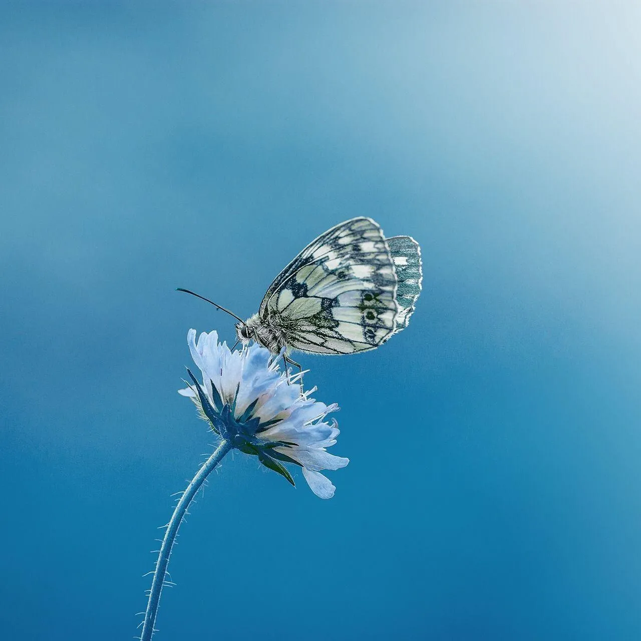 Vlinder op bloem met blauwe achtergrond